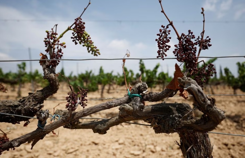 La sequía amenaza la producción de cava