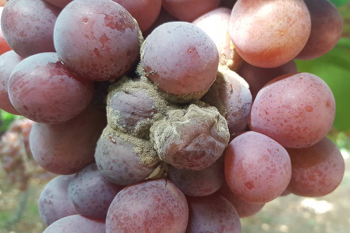 Botrytis Cinerea