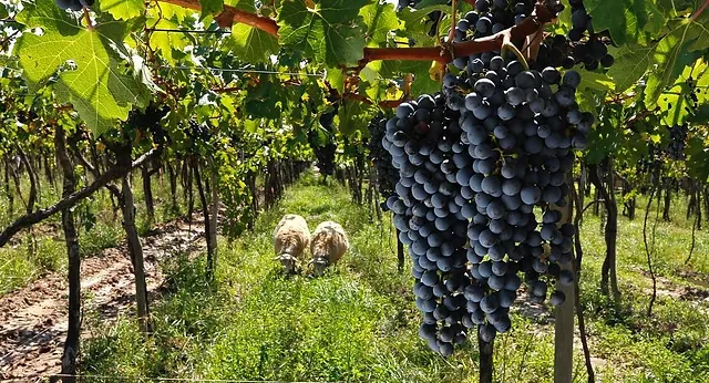 vinos biodinámicos