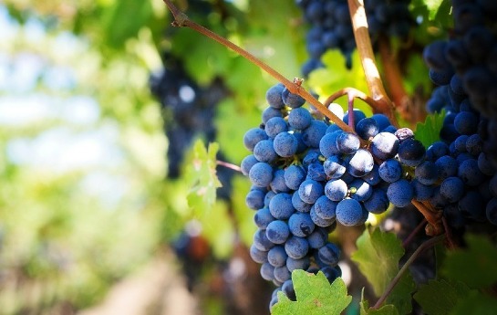 características del Tannat