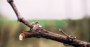 Nuevo ciclo: el lloro de la vid