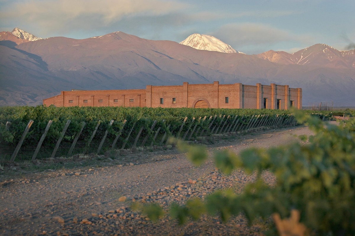 cepas de vino