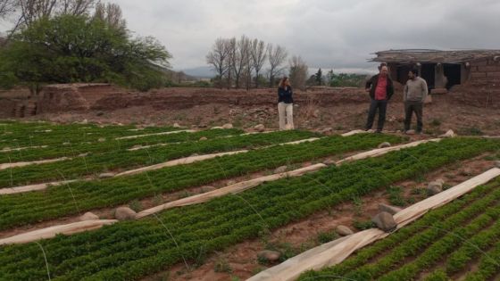 pimiento de los Valles Calchaquí