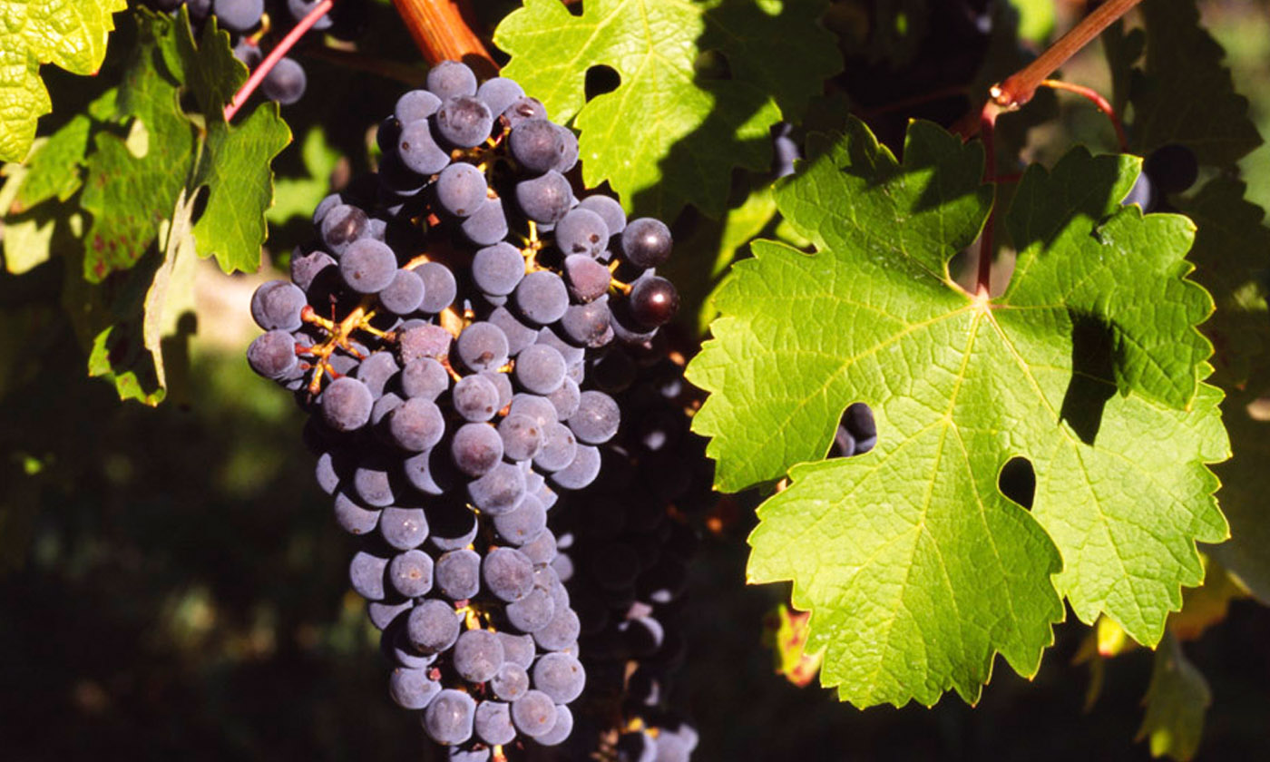 Cabernet Sauvignon